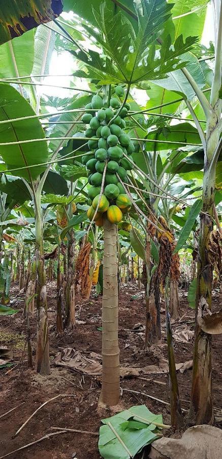 Banana Farm House Hampi Kültér fotó